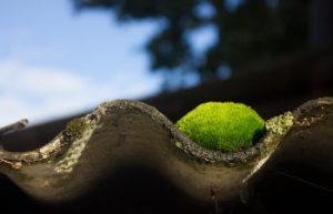 green moss growing on the roof tile